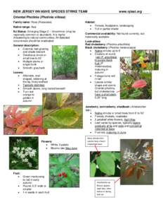 Aronia / Amelanchier / Flora of North America / Flora / Botany / Heteromeles / Maleae / Flora of Canada / Photinia