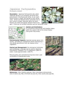 Pachysandra / Biology / Groundcover / Euphorbia / Pachysandra procumbens / Botany / Buxaceae / Pachysandra terminalis