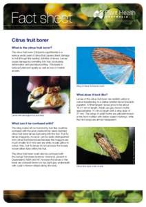 Fact sheet Citrus fruit borer What is the citrus fruit borer? S. Anderson, PaDIL