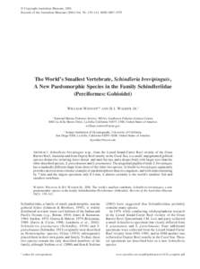 The world’s smallest vertebrate, Schindleria brevipinguis, a new paedomorphic species in the family Schindleriidae (Perciformes: Gobioidei).