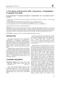 Taiwania, 56(3): [removed], 2011  A New Species of Brachystelma R.Br. (Apocynaceae: Asclepiadoideae –