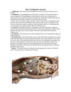 The Cat Digestive System 1. Diaphragm: The muscle which expands and contracts in order to allow the cat to breathe. 2. Gallbladder: The gallbladder stores bile until it is needed by the small intestine in order to digest