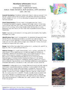 Nicotiana attenuata Steyd. coyote tobacco Solanaceae - nightshade family