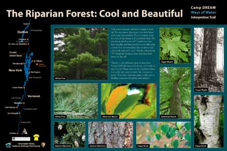 The Riparian Forest: Cool and Beautiful  Camp DREAM Ways of Water Interpretive Trail