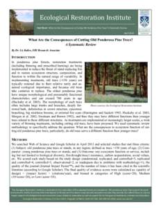 Ecological Restoration Institute Fact Sheet: What Are the Consequences of Cutting Old Ponderosa Pine Trees? A Systematic Review April 2014 What Are the Consequences of Cutting Old Ponderosa Pine Trees? A Systematic Revie