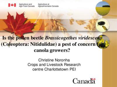 Is the pollen beetle Brassicogethes viridescens (Coleoptera: Nitidulidae) a pest of concern for canola growers? Christine Noronha Crops and Livestock Research centre Charlottetown PEI