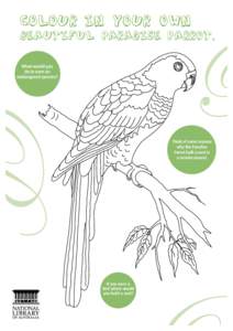 Colour in your own  beautiful Paradise Parrot. Mr Gilbert’s Beautiful Parrakeet