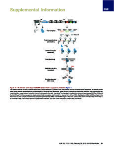 Supplemental Information tracrRNA cas9  cas1