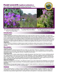 Purple Loosestrife (Lythrum salicaria L.) John D. Madsen, Ph.D., Extension/Research Professor, Mississippi State University Ryan M. Wersal, Ph.D., Research Associate, Mississippi State University www.msapms.org