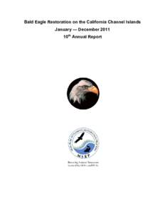 Microsoft Word - Montrose bald eagle report 2011 final[removed]