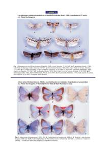 Lámina 1 Las especies catalano-baleares de la familia Ethmiidae Busk, 1909 (Lepidoptera) (2ª nota). J.J. Pérez De-Gregorio