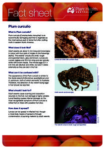 Fact sheet Plum curculio What is Plum curculio? Clemson University – USDA Cooperative Extension Slide Series, Bugwood.org