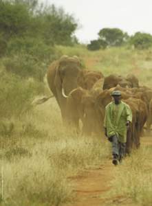 Photograph © David Sheldrick Wildlife Trust/Robert Carr-Hartley  30 • EXTRAORDINARY LIVES ISSUE 6