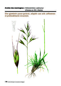 Avoine des montagnes | Helictotrichon sedenense 	 (Clarion ex DC.) Holub. Une graminée passe-partout, adaptée aux sols caillouteux et profondément enracinée.