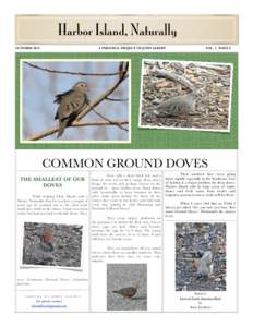 Columbina / Game birds / Common Ground Dove / Bird / Columbiformes / Columbidae / Neognathae