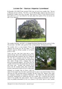 Microsoft Word - Lucombe oak_1642 & _.doc