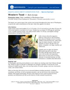 AQUATIC LANDS HABITAT CONSERVATION PLAN — Species Spotlight  Western Toad — Bufo boreas