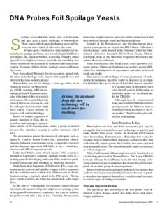 DNA Probes Foil Spoilage Yeasts poilage yeasts that lurk inside wine as it ferments from wine samples must be grown in culture about a week and then analyzed through visual and biochemical tests. and ages pose a major ch