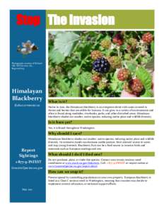 Rubus / Environment of the United States / Flora of the United States / Rubus armeniacus / Blackberry / Noxious weed / Berries / Invasive plant species / Agriculture
