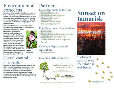 Environmental Partners U.S. Department of Interior concerns Research on the tamarisk leaf beetle has been one of the largest undertakings in biological control to date. More time has gone into assessing the beetle’s im