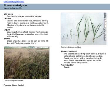 Back to identifying field weeds.  Common windgrass Apera spica-venti L.  Life cycle