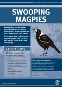 Department of Environment and Heritage Protection  Department of Environment and Heritage Protection SWOOPING MAGPIES