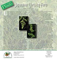 Lygodium / Schizaeales / Invasive plant species / Flora of Indonesia / Flora of Japan / Fern / Imperata cylindrica / Introduced species / Invasive species / Flora / Biota / Botany