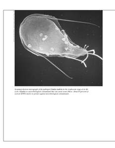 Giardia and Giardiasis Edited by: Stanley Erlandsen and Ernest Meyer, 1985  Scanning electron micrograph of the pathogen Giardia lamblia in the trophozoite stage of its life cycle. Giardia is a microbiological contaminan