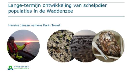 Lange-termijn ontwikkeling van schelpdier populaties in de Waddenzee Henrice Jansen namens Karin Troost Meest voorkomende schelpdieren in Waddenzee