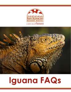 Green Iguana / Iguana / Reptile / Mona Ground Iguana / Marine Iguana / Iguanidae / Herpetology / Cyclura