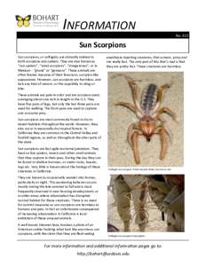 INFORMATION No. 022 Sun Scorpions Sun scorpions, or solfugids, are distantly related to both scorpions and spiders. They are also known as