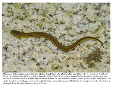 Plethodon / Sirenoidea / Woodland salamander / Northern slimy salamander / Dwarf siren / Southern dwarf siren / Salamander / Sirenidae