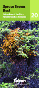 Spruce Broom Rust Yukon Forest Health — Forest insect and disease  Energy, Mines and Resources