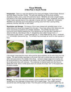 The Fig Whitefly – A New Pest in South Florida