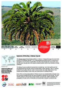 © John Donaldson  Species of the Day: Albany Cycad The Albany Cycad, Encephalartos latifrons, is listed as ‘Critically Endangered’ on the IUCN Red List of Threatened SpeciesTM. It is a slow-growing cycad that occurs