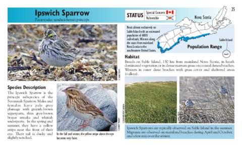 Ipswich Sparrow  STATUS Passerculus sandwichensis princeps