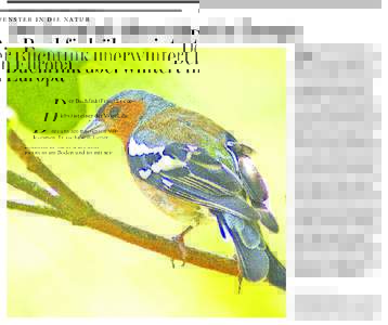FENSTER IN DIE NATUR  Der Buchfink überwintert in Europa D  er Buchfink(Fringilla coelebs) ist einer der Vögel, die