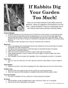 If Rabbits Dig Your Garden Too Much! Cottontail Rabbit