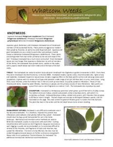 Flora of Japan / Medicinal plants / Invasive plant species / Flora of China / Japanese knotweed / Polygonum / Fallopia / Fallopia sachalinensis / Weed / Polygonaceae / Flora / Botany