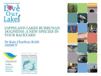 GIPPSLAND LAKES BURRUNAN DOLPHINS: A NEW SPECIES IN YOUR BACKYARD Dr Kate Charlton-Robb AMMCF