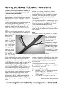 Pruning deciduous fruit trees - Pome fruits Autumn’s Canberra Organic featured an article on the hows, whys and whens of pruning stone fruit. This issue, we focus on the pomes. The most commonly grown pome fruits are v