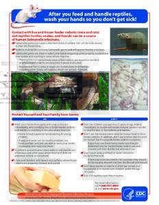 After you feed and handle reptiles, wash your hands so you don’t get sick! Contact with live and frozen feeder rodents (mice and rats) and reptiles (turtles, snakes, and lizards) can be a source of human Salmonella inf