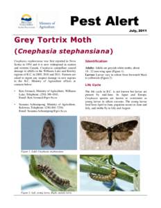 Grey Tortrix Moth (Cnephasia stephansiana)