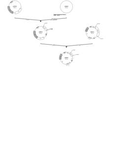 pCR4-TOPO  pCBM-SAT 3957 bp