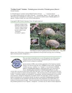 “Golden Greek” Tortoise - Testudo graeca terrestris / Testudo graeca floweri  -  Darrell Senneke