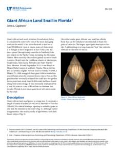 ENY-512  Giant African Land Snail in Florida1 John L. Capinera2  Giant African land snail, Achatina (Lissachatina) fulica,