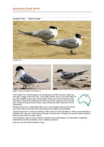Sterna / Fauna of Asia / Ornithology / Seabirds / Tern / Royal Tern / Sandwich Tern / Thalasseus / Birds of Australia / Birds of Western Australia