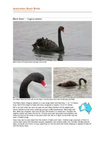 Zoology / Birds of Australia / Black Swan / Birds of Western Australia / Feather / Ruff / Bird / Mute Swan / Trumpeter Swan / Cygnus / Swans / Ornithology