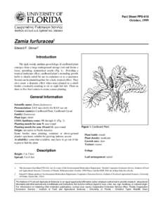 Zamia / Cycad / Leaf / Horticulture / Biology / Botany / Zamia furfuracea