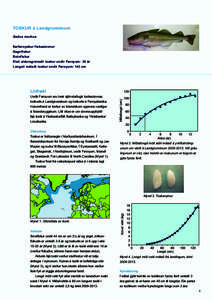TOSKUR á Landgrunninum Gadus morhua Serføroyskur fiskastovnur Gagnfiskur Botnfiskur Elsti aldursgreinaði toskur undir Føroyum: 30 ár